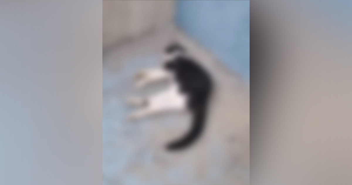 Crueldade: Mais de 11 gatos são mortos envenenados no Santa Paula
