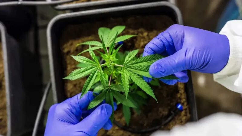 STF tem maioria para descriminalizar porte de maconha para uso pessoal