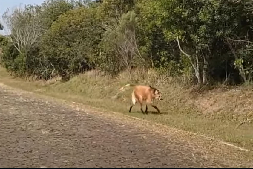 Visita ilustre: lobo-guará aparece perto da portaria do Parque de Vila Velha; veja o vídeo