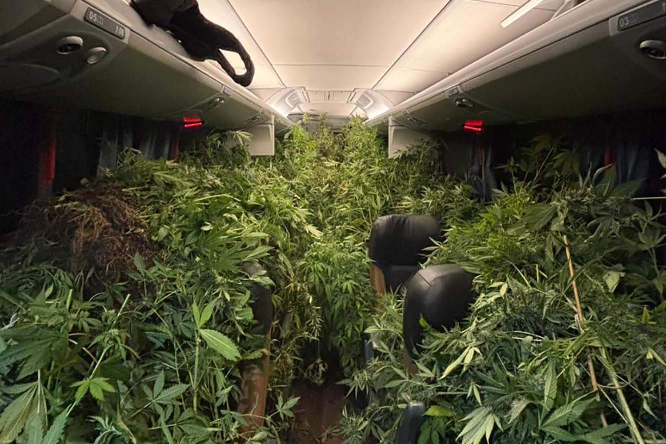 Polícia Militar encontra estufa com 519 pés de maconha em chácara no Paraná