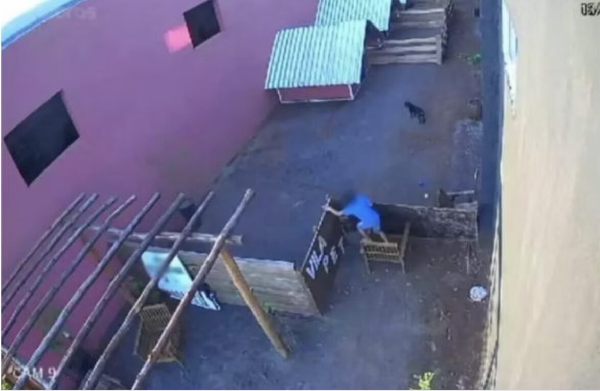 Menino de 9 anos invade hospital veterinário e mata mais de 20 animais