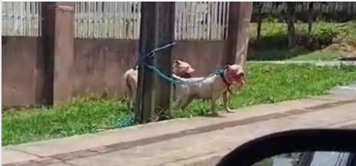 Polícia Civil do Paraná responsabiliza tutora de pitbulls após ataque fatal a cachorro em Ponta Grossa