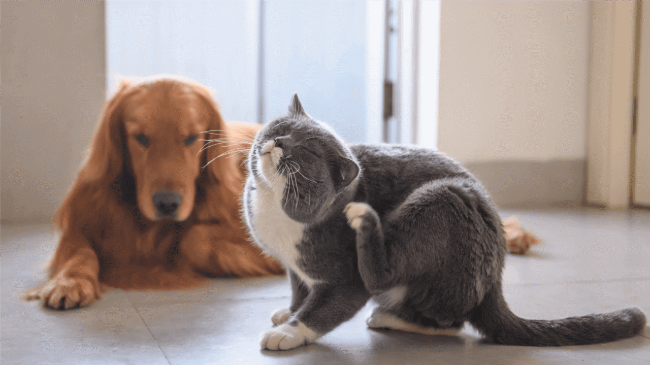 Seu pet livre de pulgas e carrapatos: descubra como proteger e economizar agora!