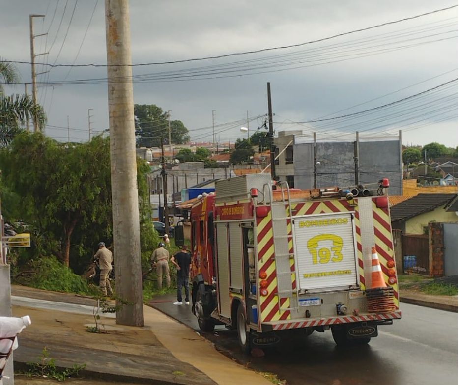 Vendaval derruba árvore em bairro de Ponta Grossa