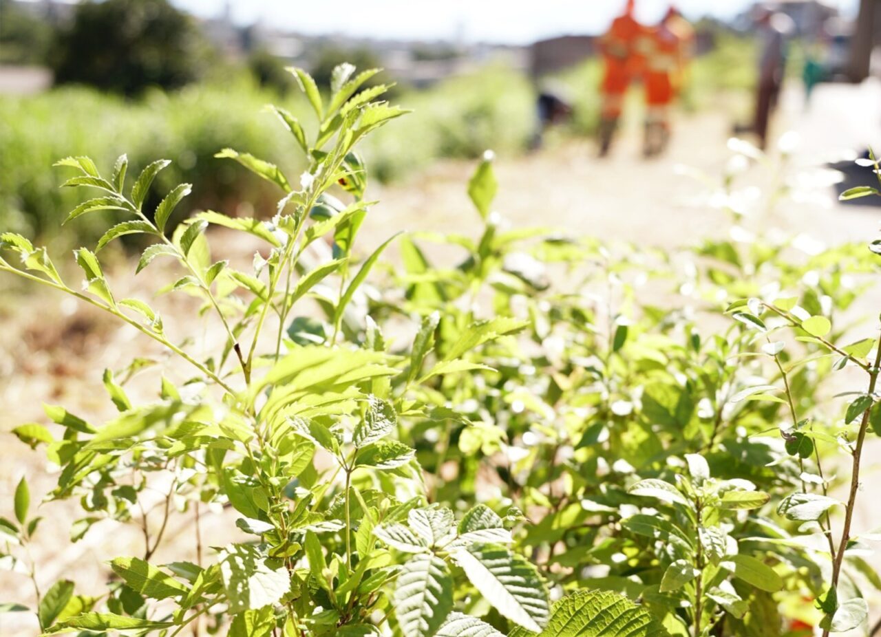 Prefeitura reforça compromisso ambiental com plantio de mais de 500 árvores e ações educativas