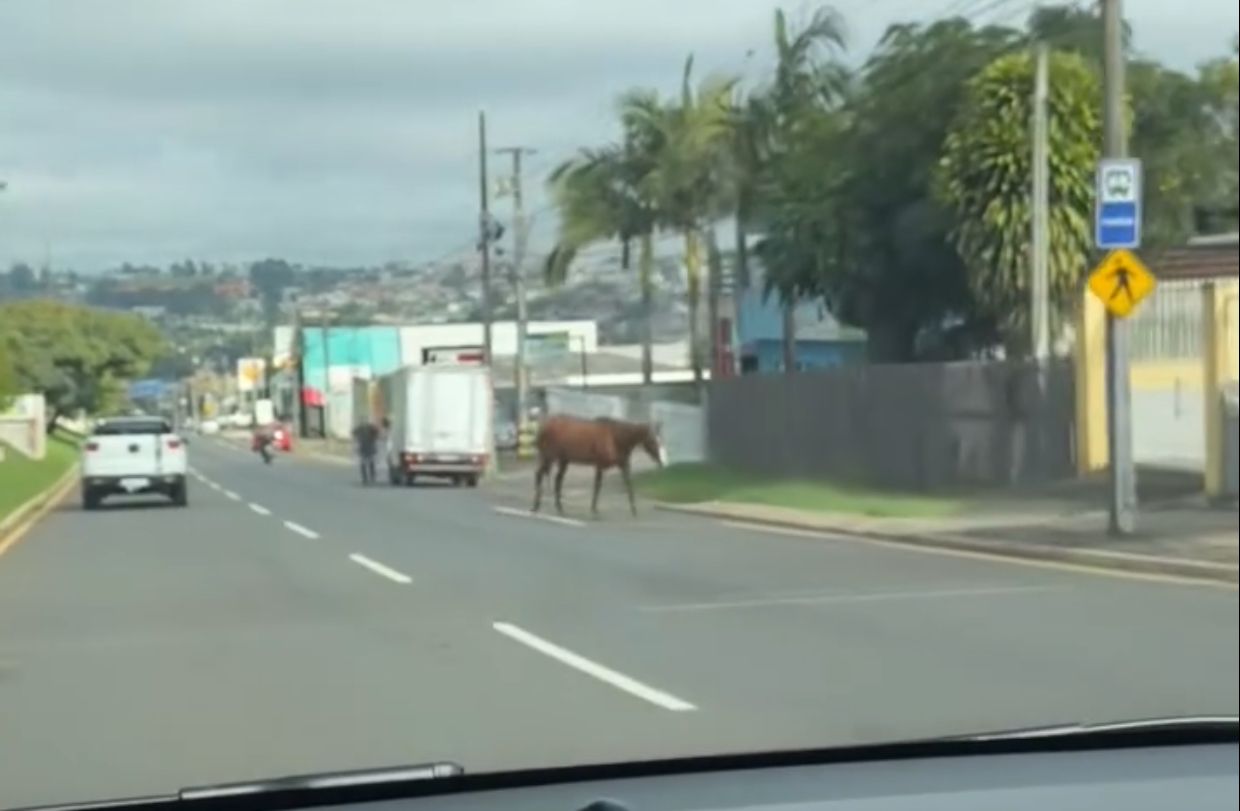 Cavalo solto gera transtornos na Avenida Visconde de Taunay