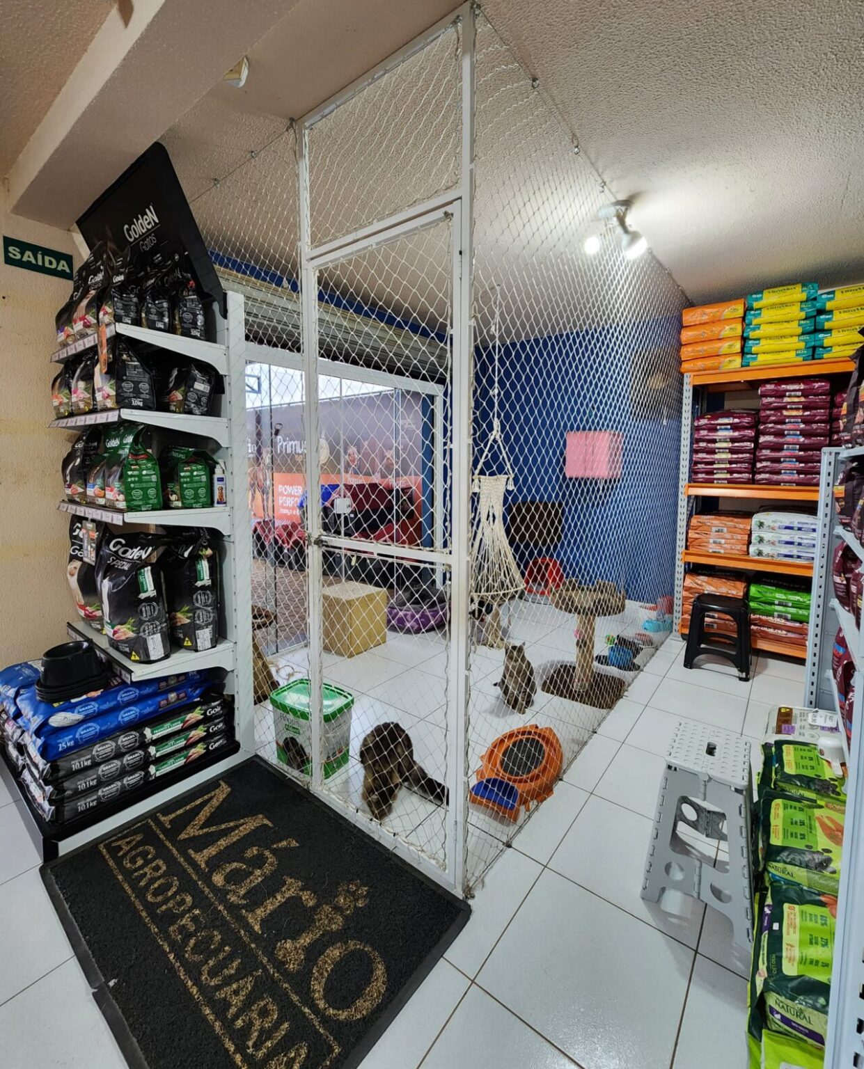 Pet center de Ponta Grossa tem espaço especial para interação com gatos resgatados