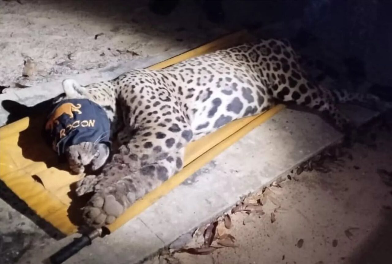 Onça que matou caseiro é capturada no Pantanal; veja imagens