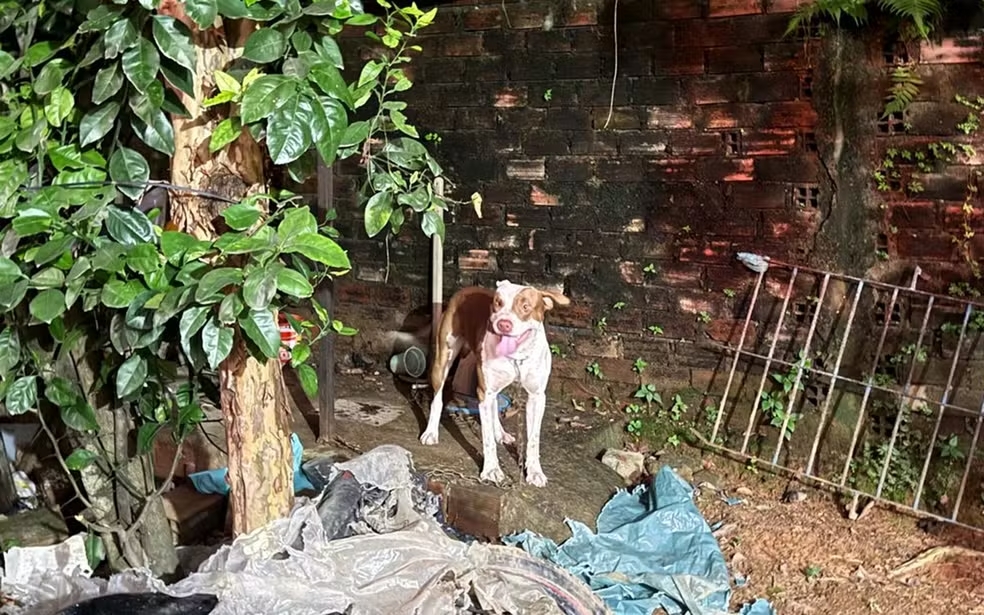 Pitbull ataca e mata bebê de 3 meses dentro da casa de cuidadora