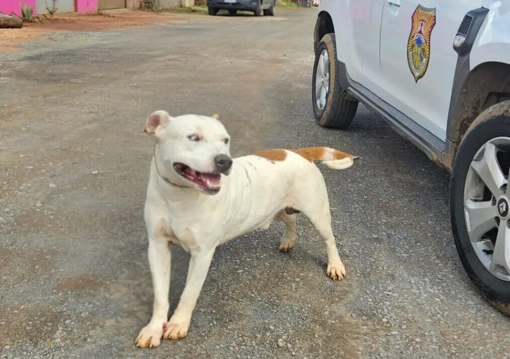 Pitbull mata outro cachorro e tutora é detida em Ponta Grossa