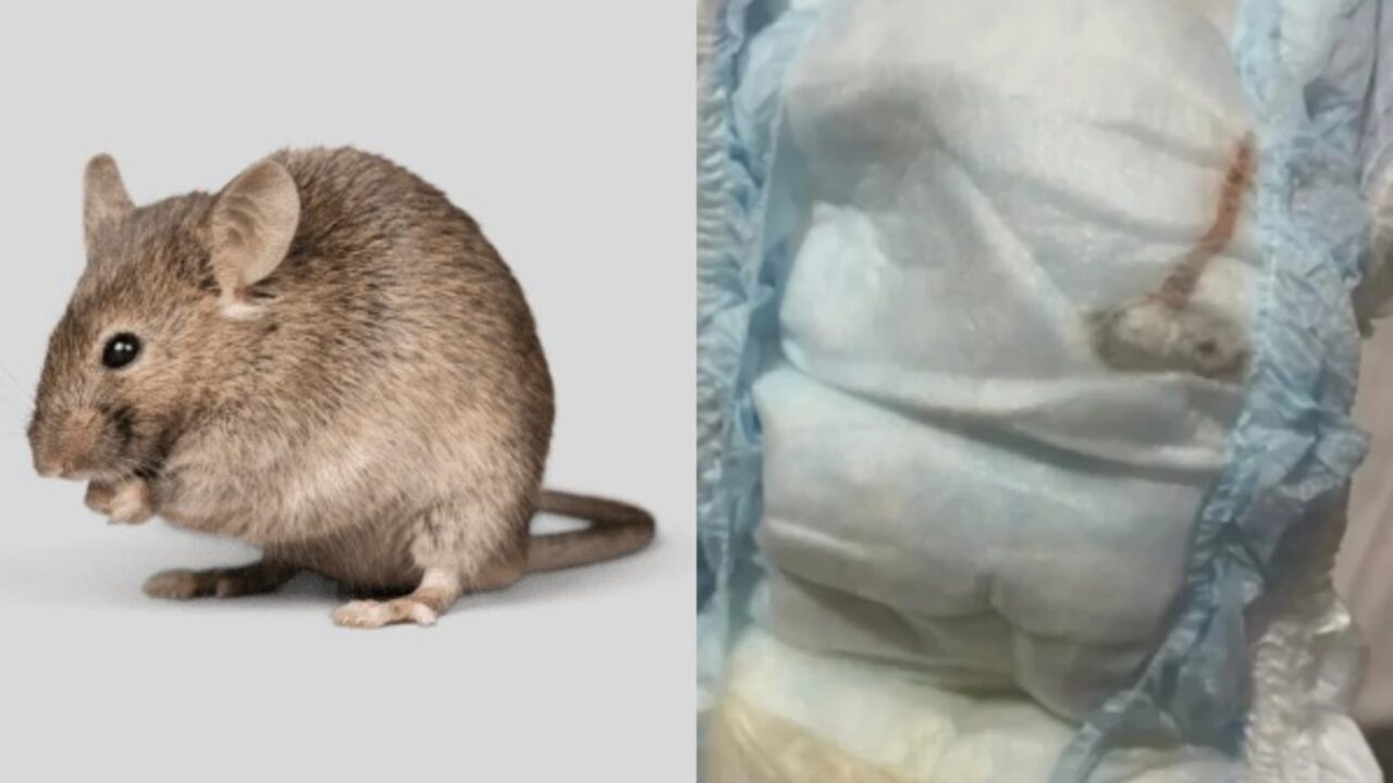 Rato morto é encontrado dentro de fralda de bebê de um mês