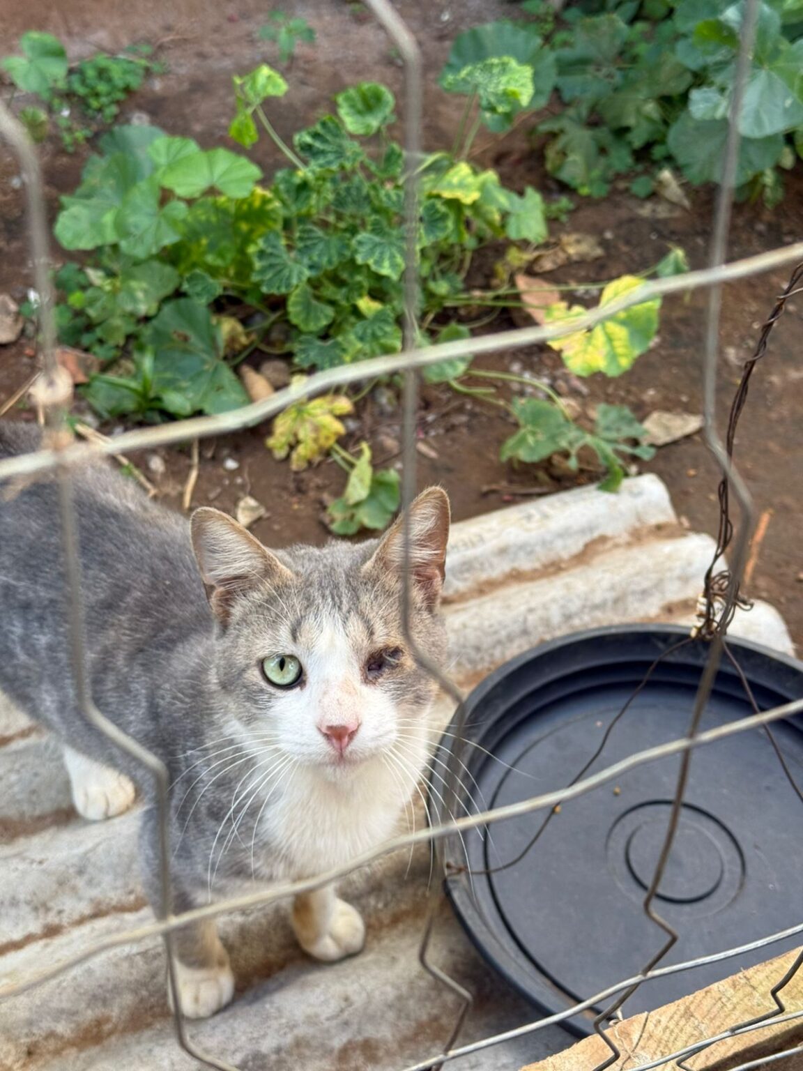 Dois homens são indiciados pelo crime de maus tratos contra doze animais