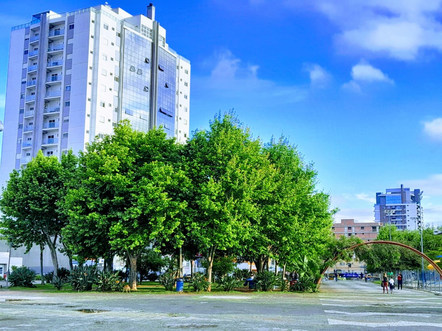 População é convidada a opinar sobre arborização urbana em Ponta Grossa