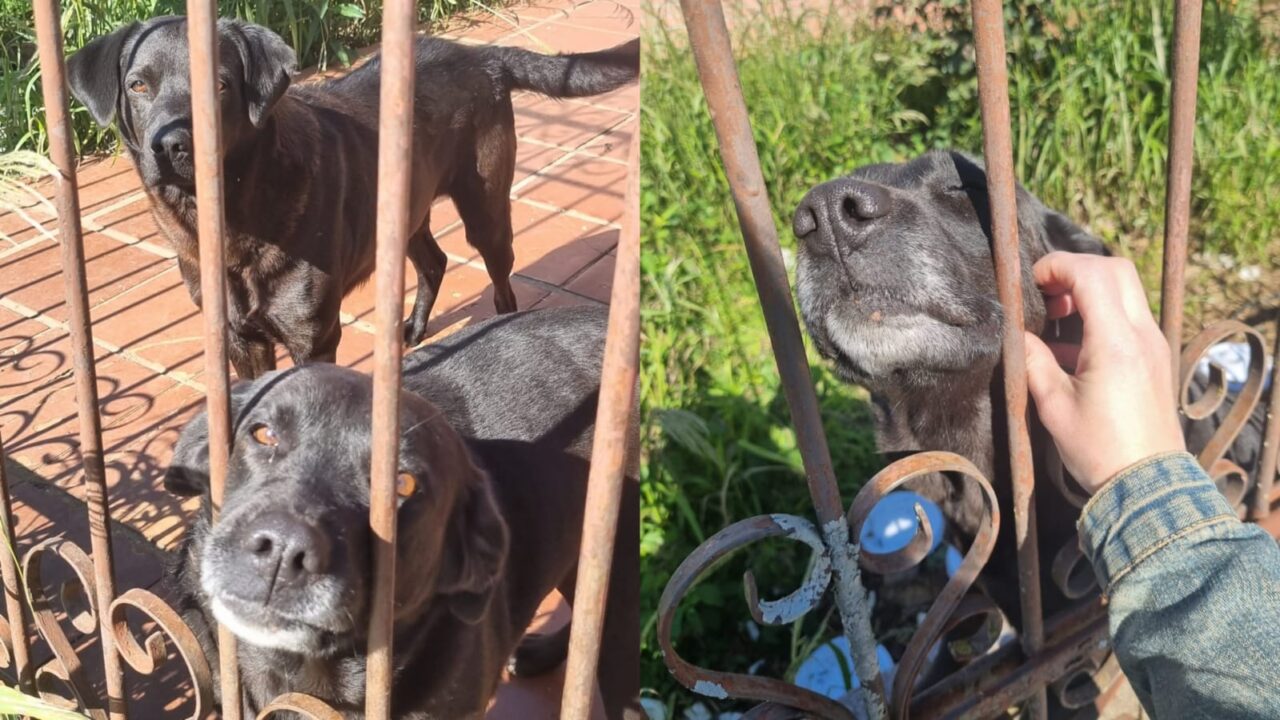 Cães abandonados por antigos donos seguem trancados em casa e aguardam adoção em Ponta Grossa