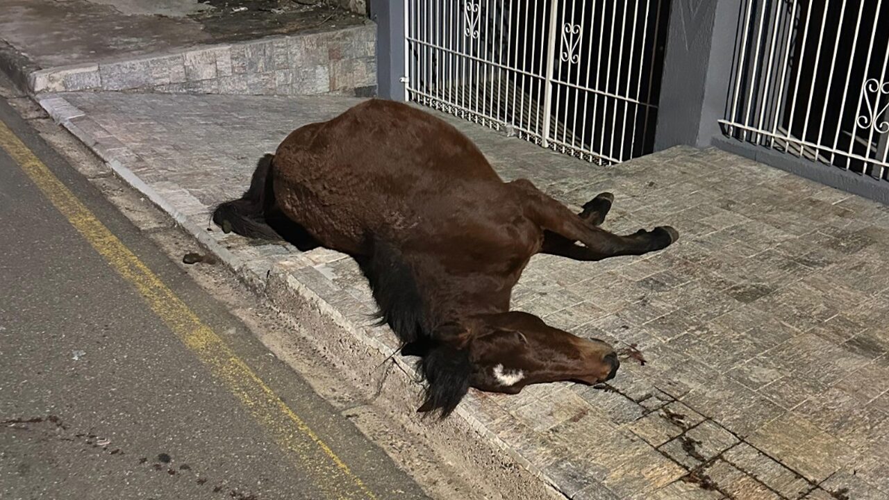 Cavalo é atropelado e motorista foge em Ponta Grossa