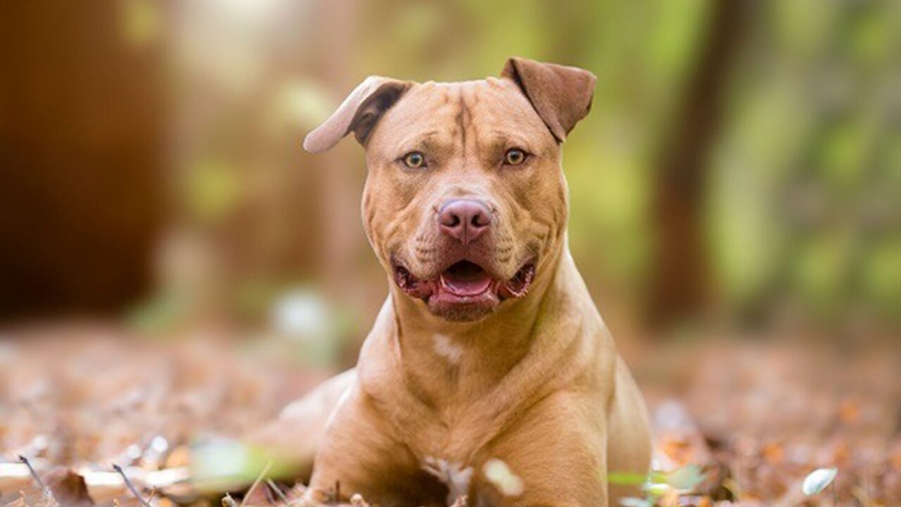 Projeto de lei propõe castração e microchipagem obrigatória de pitbulls em Ponta Grossa