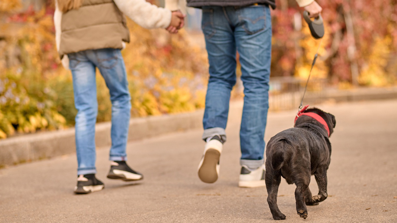 Veterinário de Ponta Grossa alerta sobre os riscos da gripe em pets no inverno