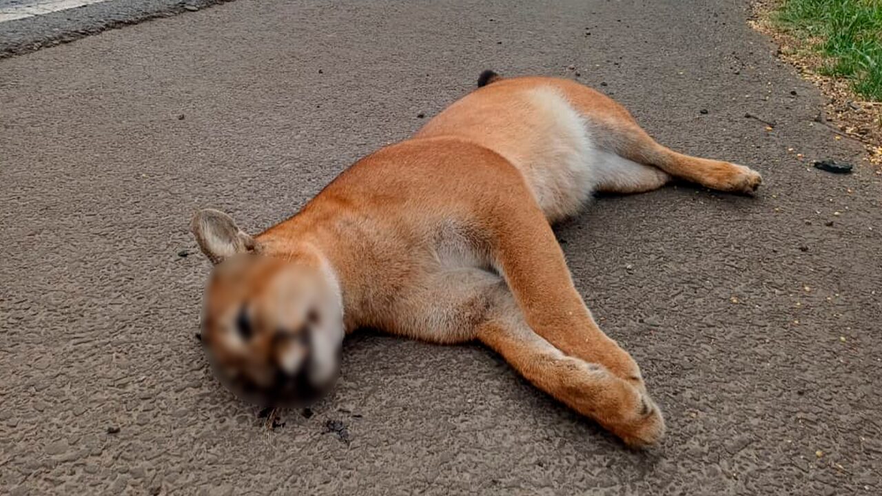 Onça-parda é encontrada morta em frente ao Parque Vila Velha, na BR-376