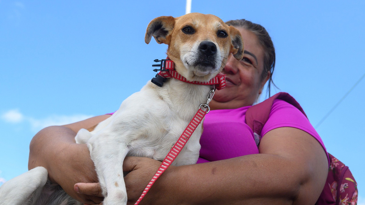 Mutirão de castração atende 200 cães e gatos no Lago de Olarias