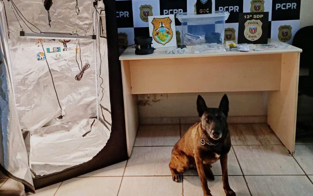 Jovem fazia maconha gourmet em casa e enviava pelos Correios