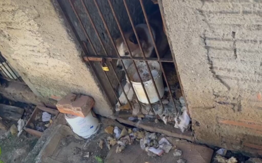 Sete cães são resgatados de casa insalubre em PG; mulher é indiciada por maus-tratos