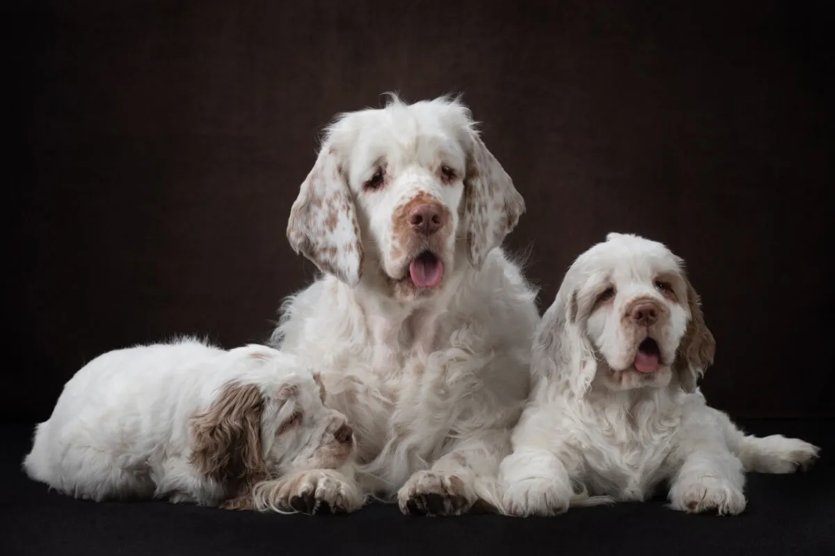 Clumber spaniel: características da raça canina