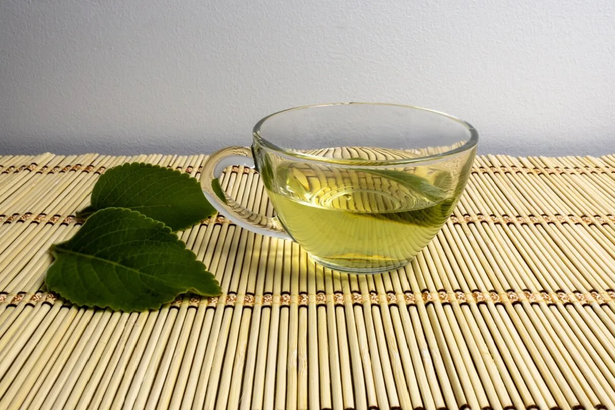 Chá de boldo: 3 receitas para o dia a dia